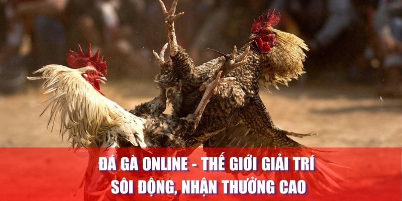 Tham gia chơi trực tiếp đá gà để những tiện ích nổi bật