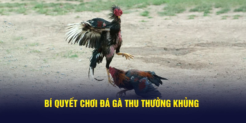 Bí quyết chơi đá gà thu thưởng khủng