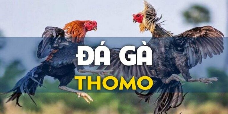 Đá gà Thomo và những nét giới thiệu chung