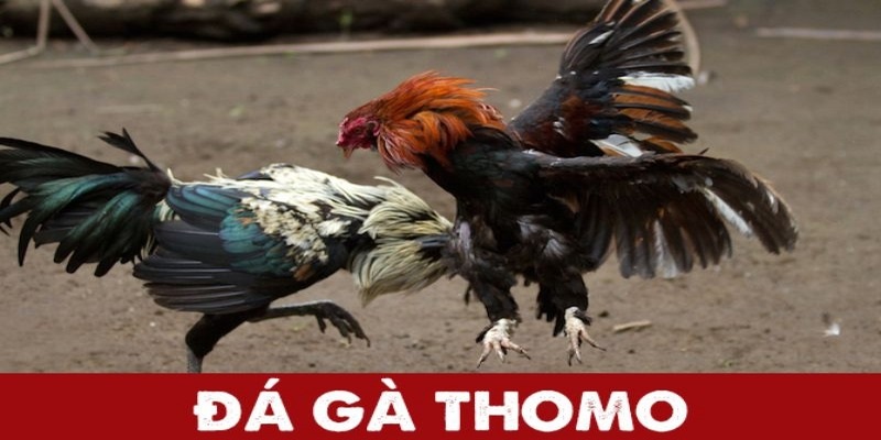 Đá gà Thomo hôm nay thu hút bởi sự đa dạng phong phú