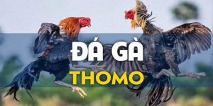 Đá Gà Thomo mới nhất