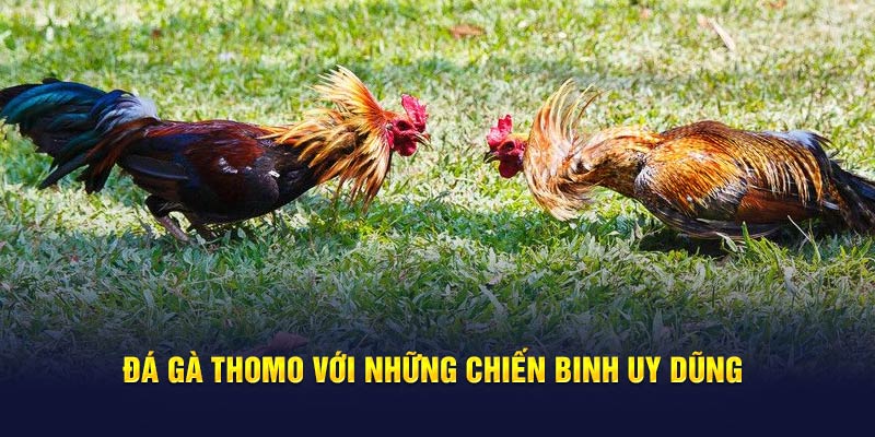 Đá gà Thomo với những chiến binh uy dũng