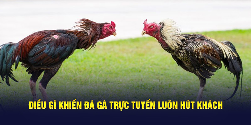 Điều gì khiến đá gà trực tuyến luôn hút khách