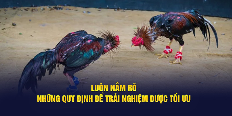 Luôn nắm rõ những quy định để trải nghiệm được tối ưu