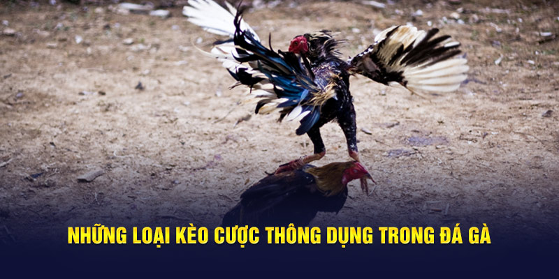 Những loại kèo cược thông dụng trong đá gà