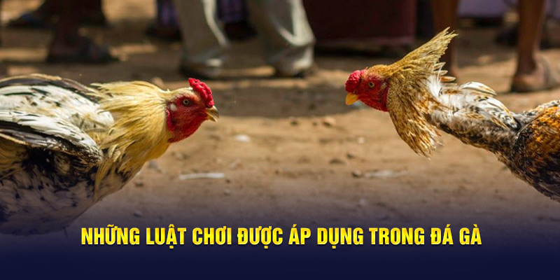 Những luật chơi được áp dụng trong đá gà