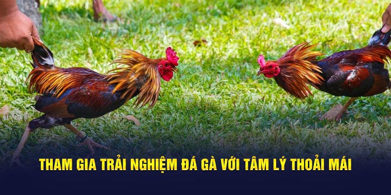 Tham gia trải nghiệm đá gà với tâm lý thoải mái