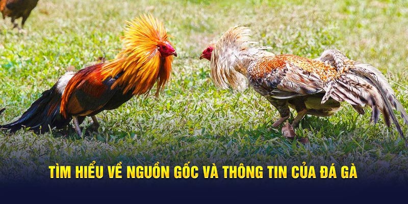 Tìm hiểu về nguồn gốc và thông tin của đá gà