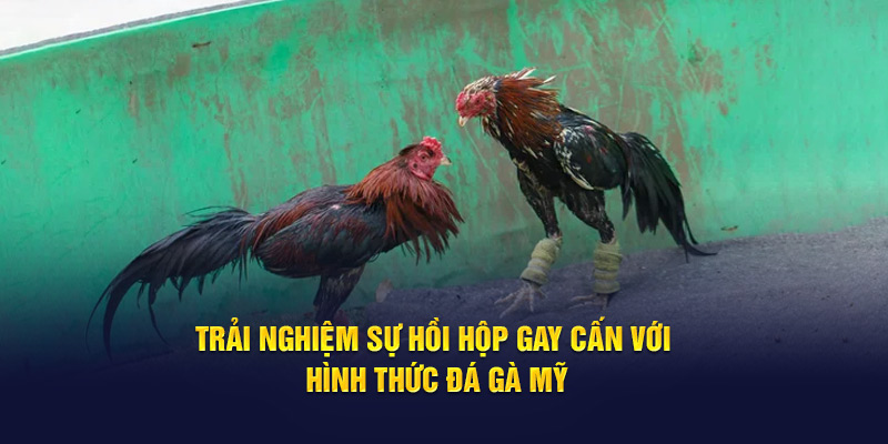 Trải nghiệm sự hồi hộp gay cấn với hình thức đá gà Mỹ