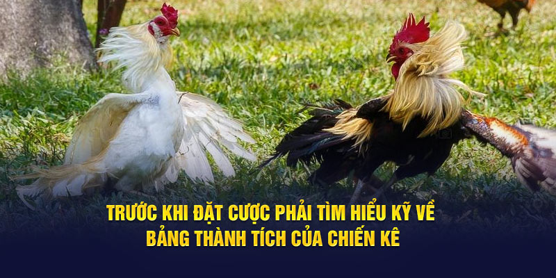 Trước khi đặt cược phải tìm hiểu kỹ về bảng thành tích của chiến kê