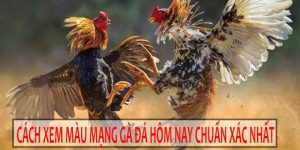 xem màu mạng gà đá