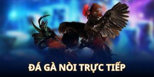 đá gà nòi trực tiếp