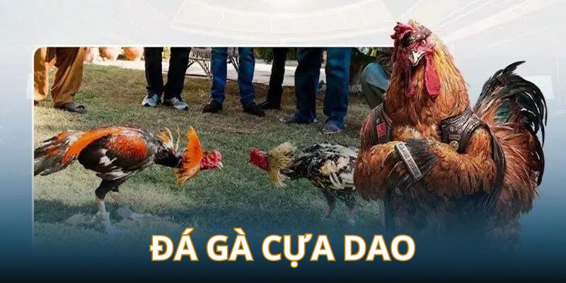 Gà nòi đá cựa dao sẽ mang đến những trận đấu kịch tính